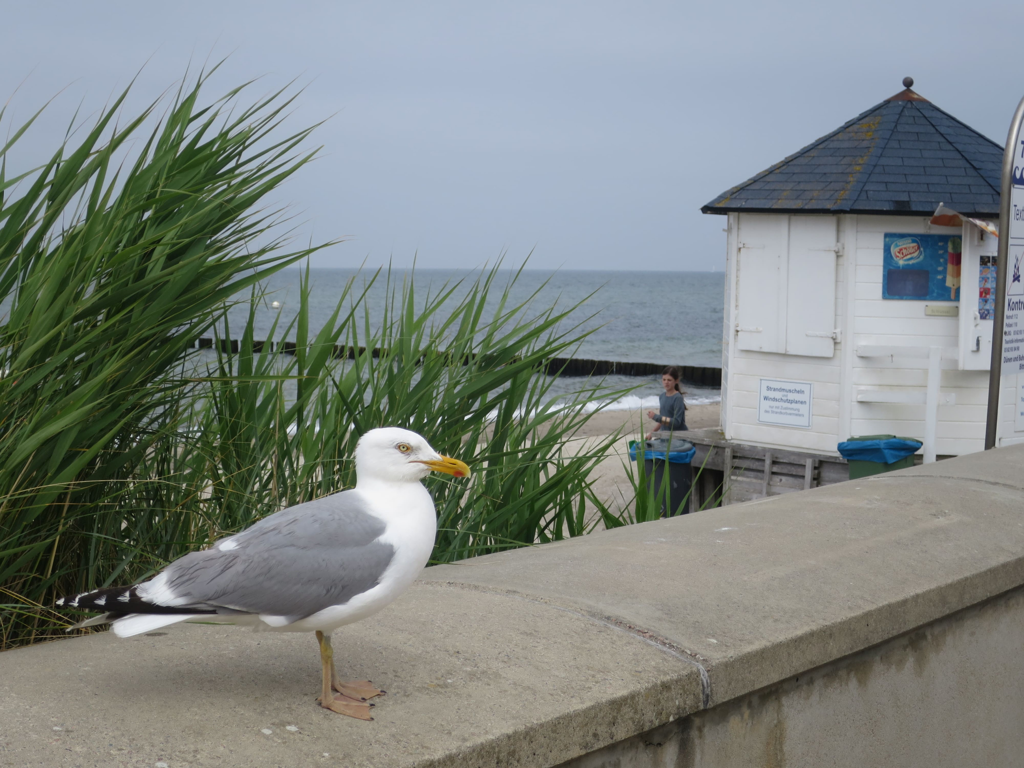 Rostock 10